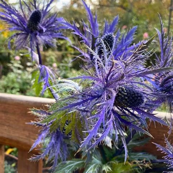 Does sea holly dieback in winter?
