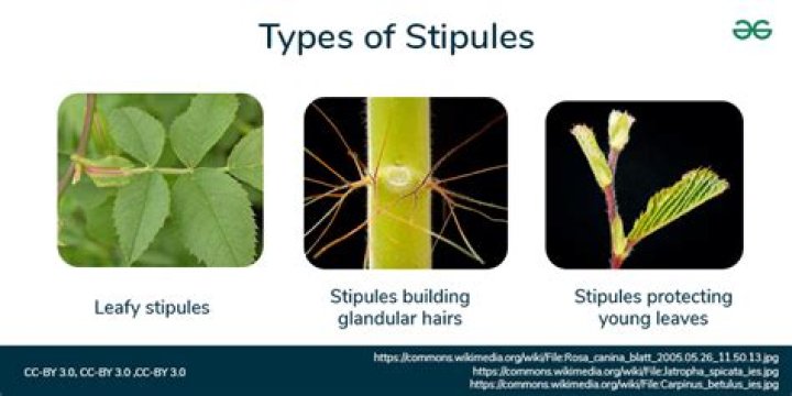 Does stipules protect axillary buds?