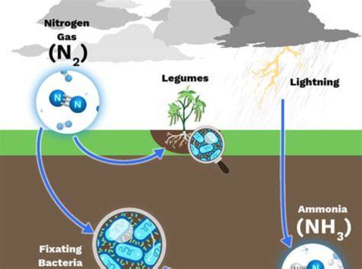 During nitrogen fixation the enzyme and energy input is?