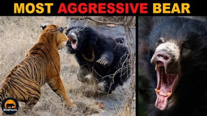 How aggressive are black bears?