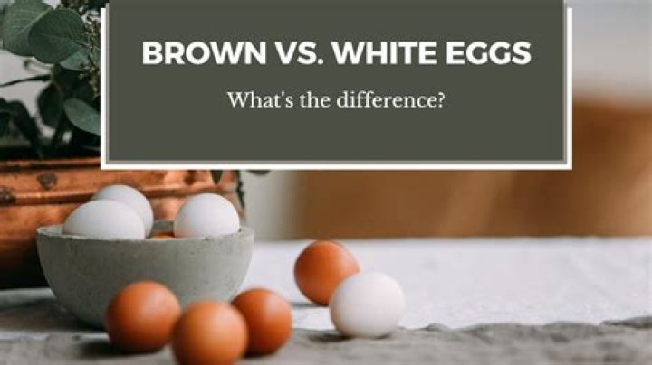 How are brown and white eggs difference?