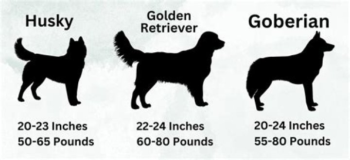 How big do goberians get?
