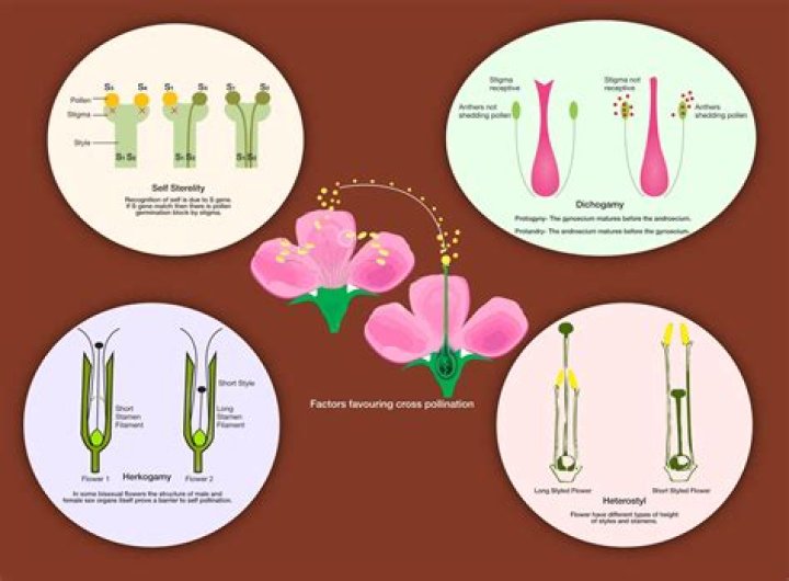 How dichogamy prevents self fertilization?