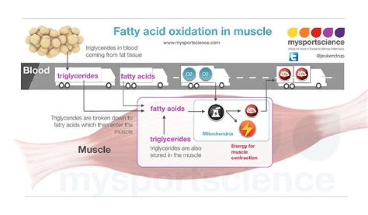 How does burning fat work?