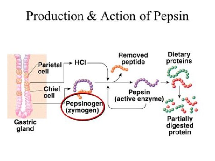How does hcl affect pepsinogen?