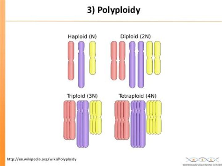 How does polyploidy occur?