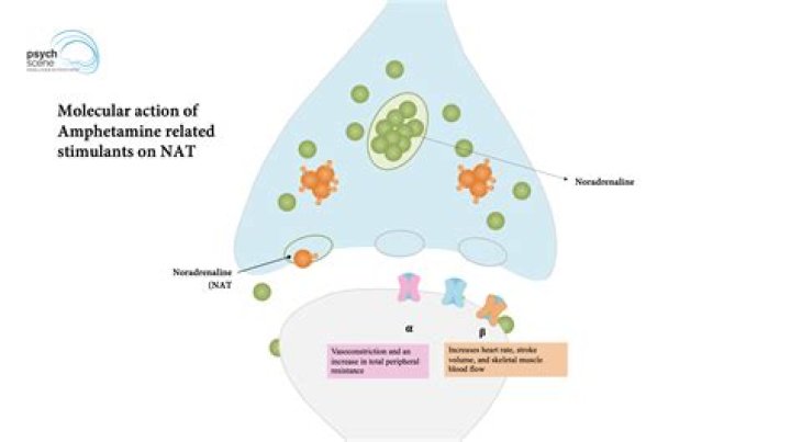 How does ritalin work?