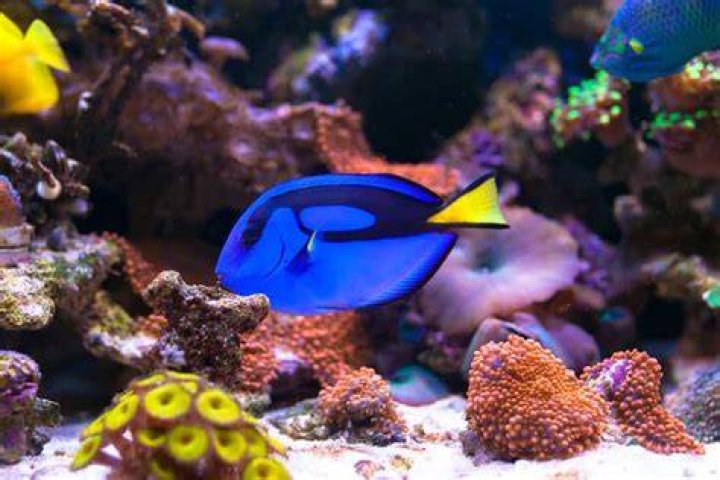 How fast do blue tangs grow?