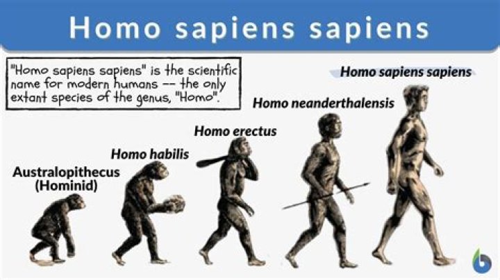 How homo sapiens evolved?
