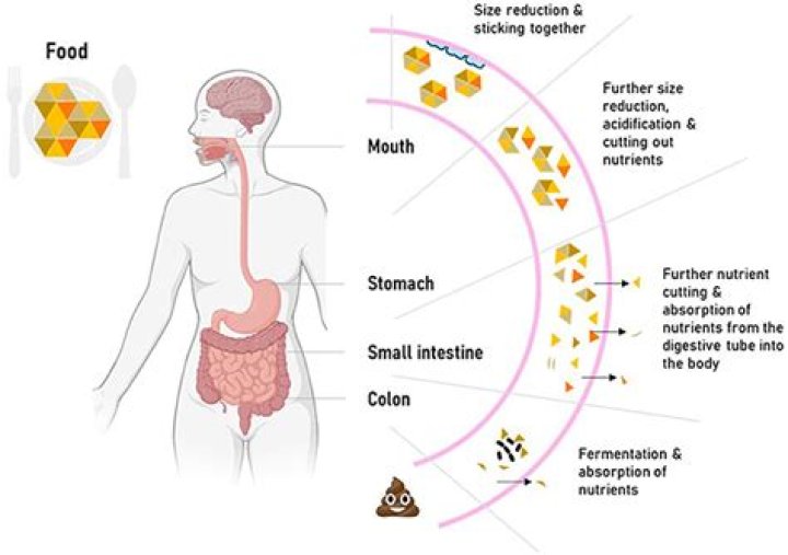 How is digesting food a chemical change?