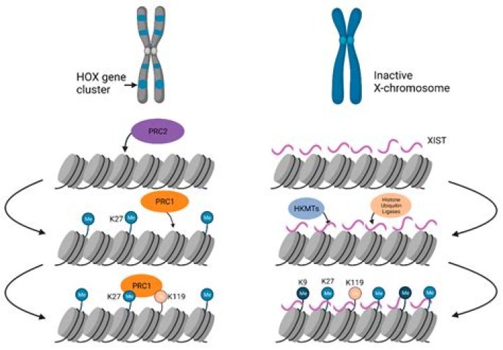 How is euchromatin converted into heterochromatic?