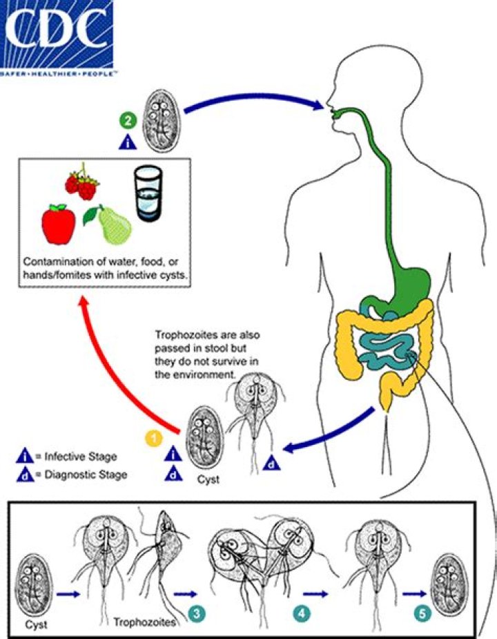 How is giardiasis transmitted?