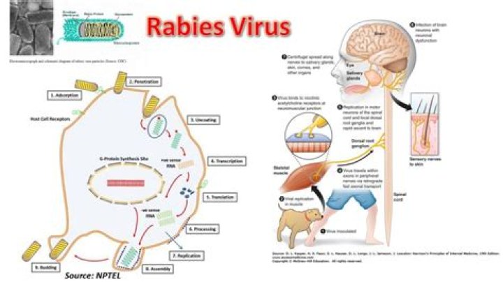 How is rabies transmitted?