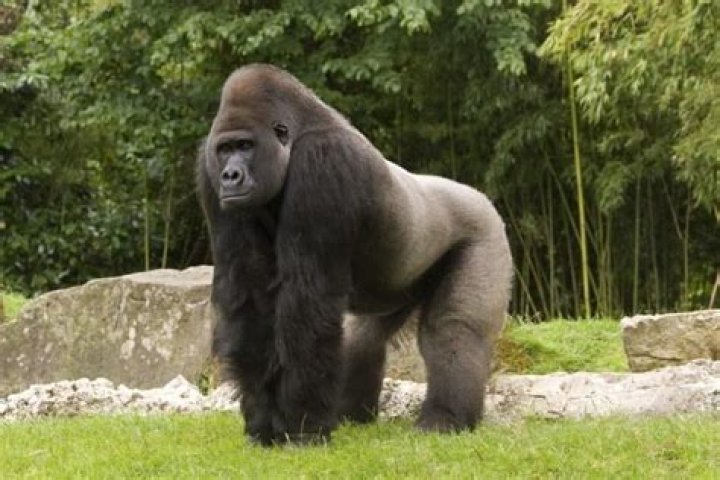 How long do lowland gorillas live?