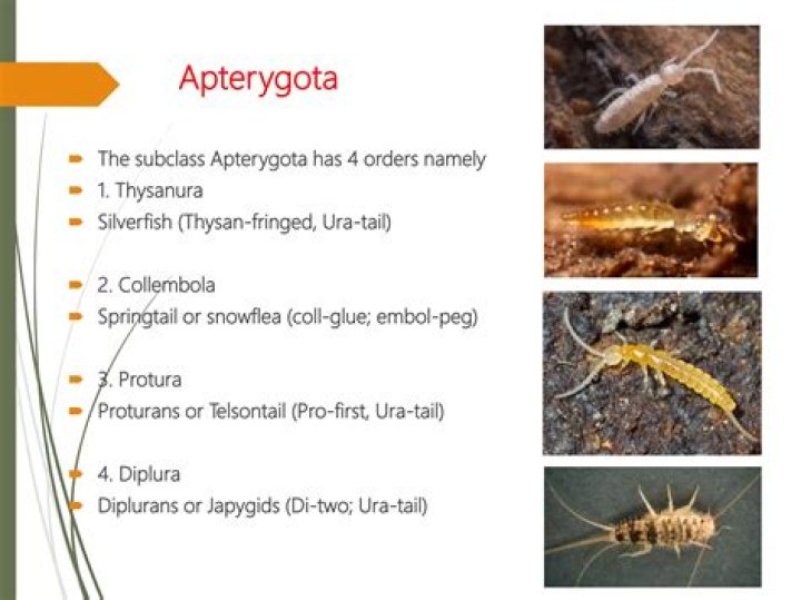 How many orders are apterygota?