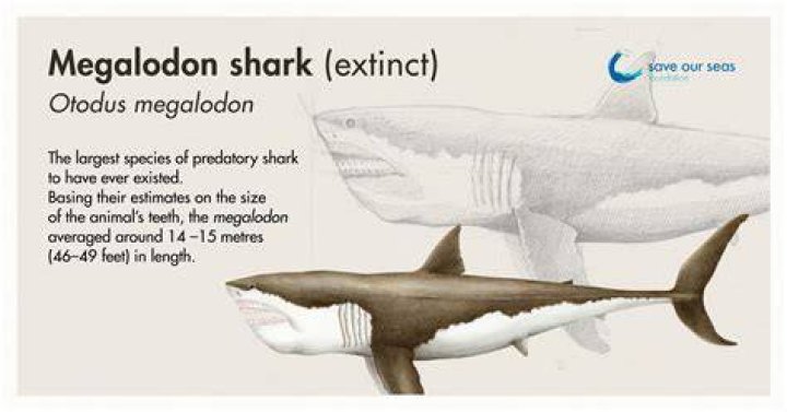 How megalodon went extinct?