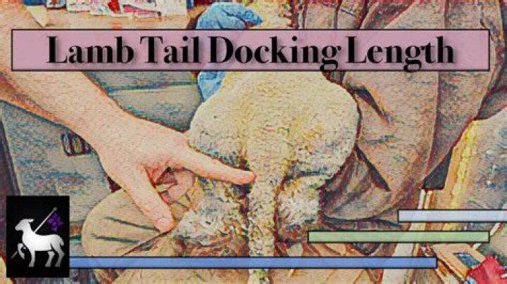 How much is tail docking?