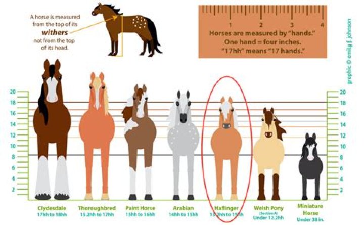 How tall are haflingers?