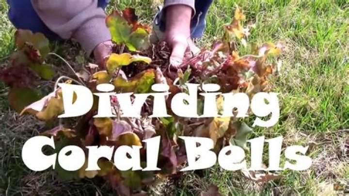 How to divide coral bells?