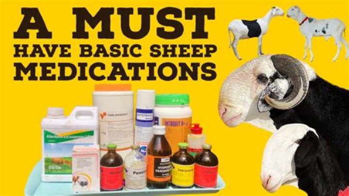 How to get a sick sheep to eat?