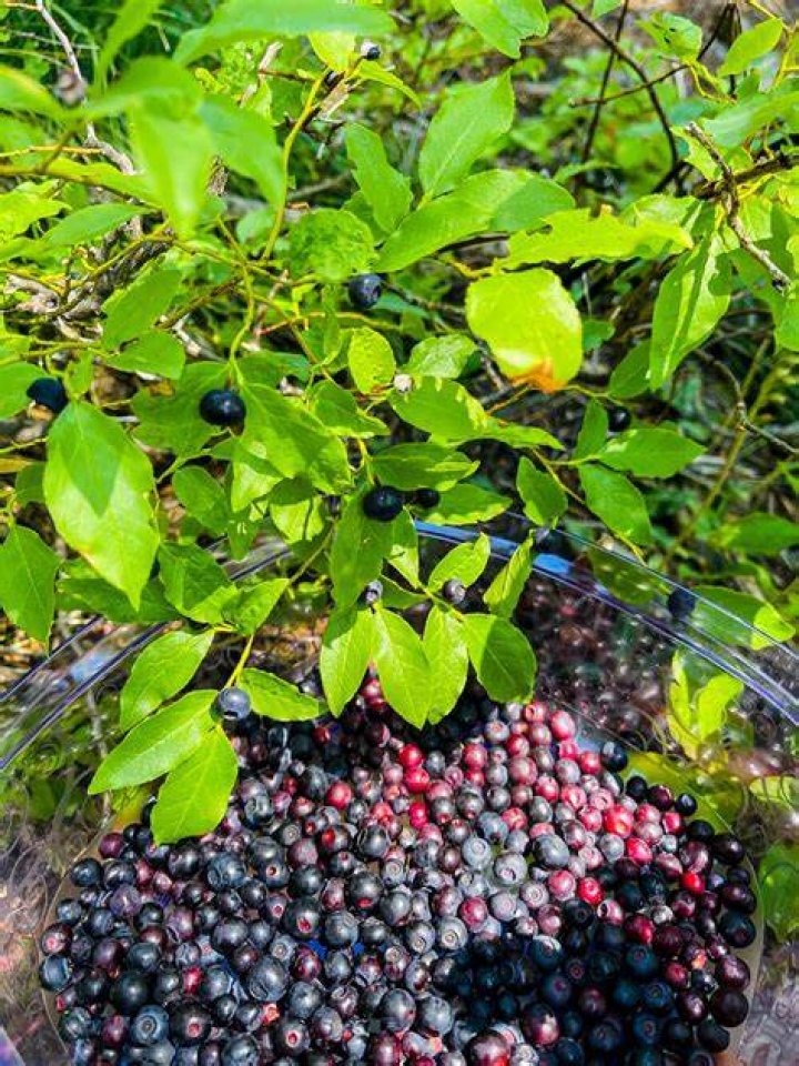 How to get rid of huckleberries?