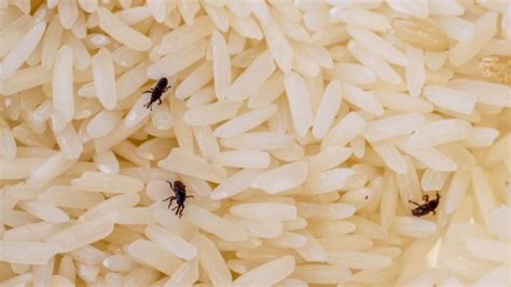 How to get rid of weevils in pantry?