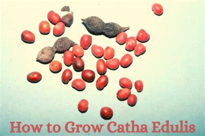 How to grow catha edulis?