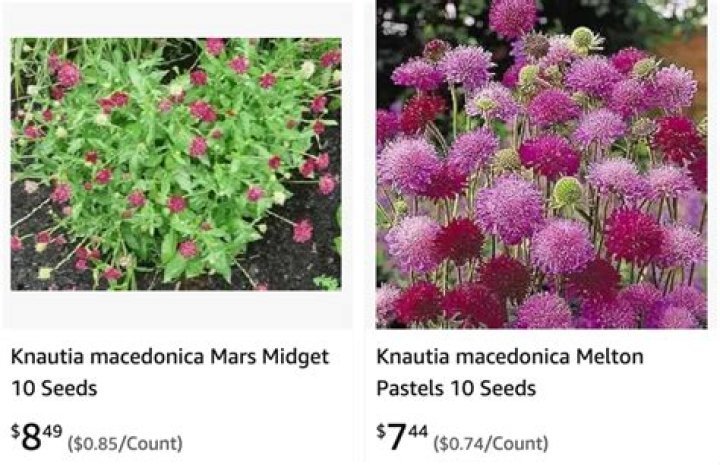 How to grow knautia macedonica from seed?