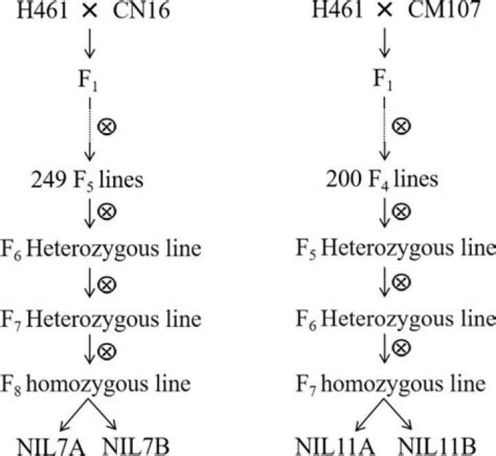 How to make near isogenic lines?