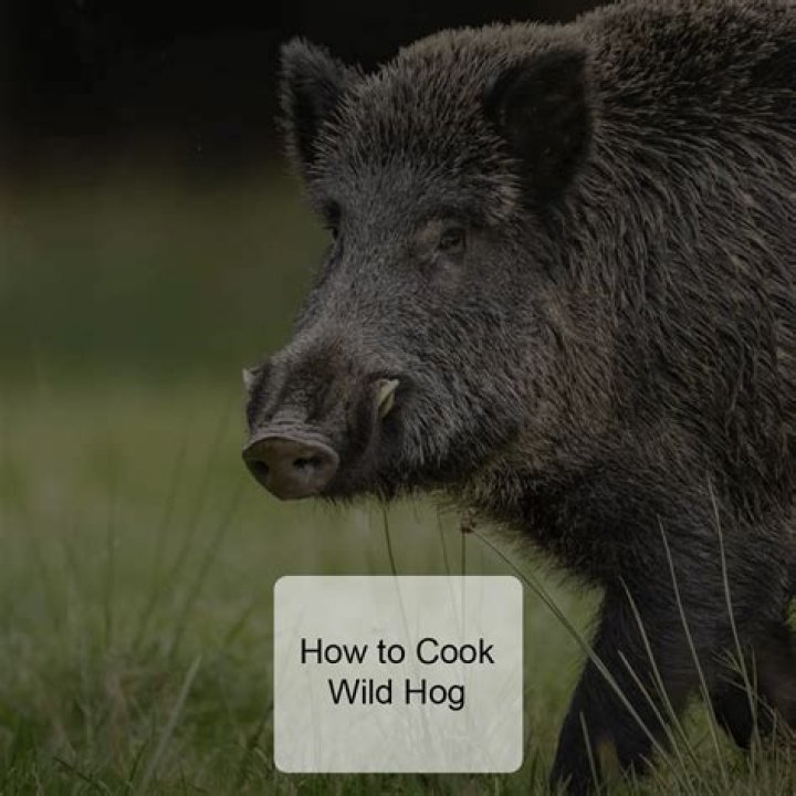 How to prepare wild hog meat?