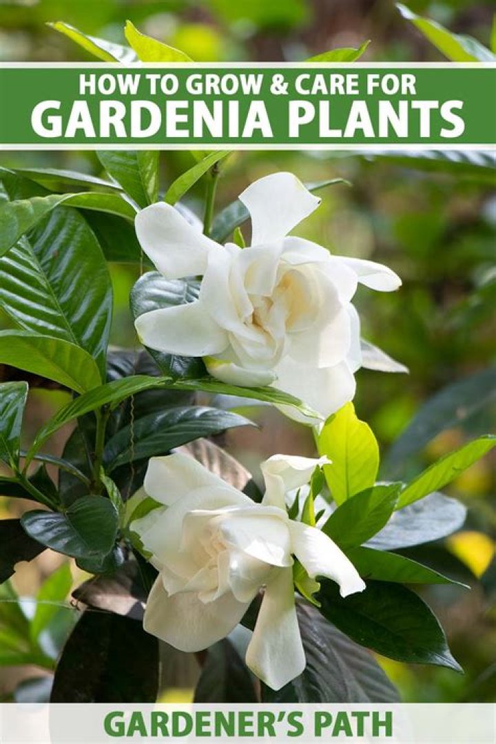How to propagate gardenia?