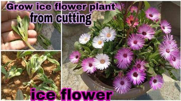 How to propagate ice plant from cuttings?