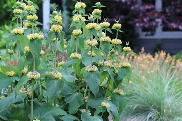How to propagate phlomis russeliana?