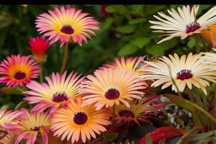 How to prune mesembryanthemum?