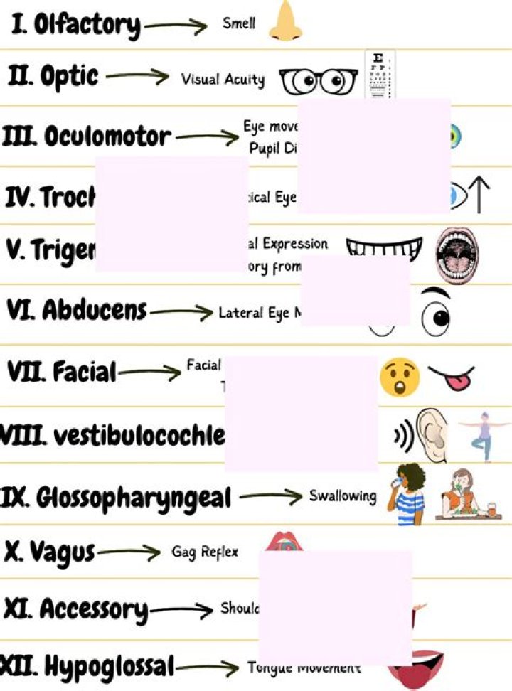 How to remember cranial nerves?