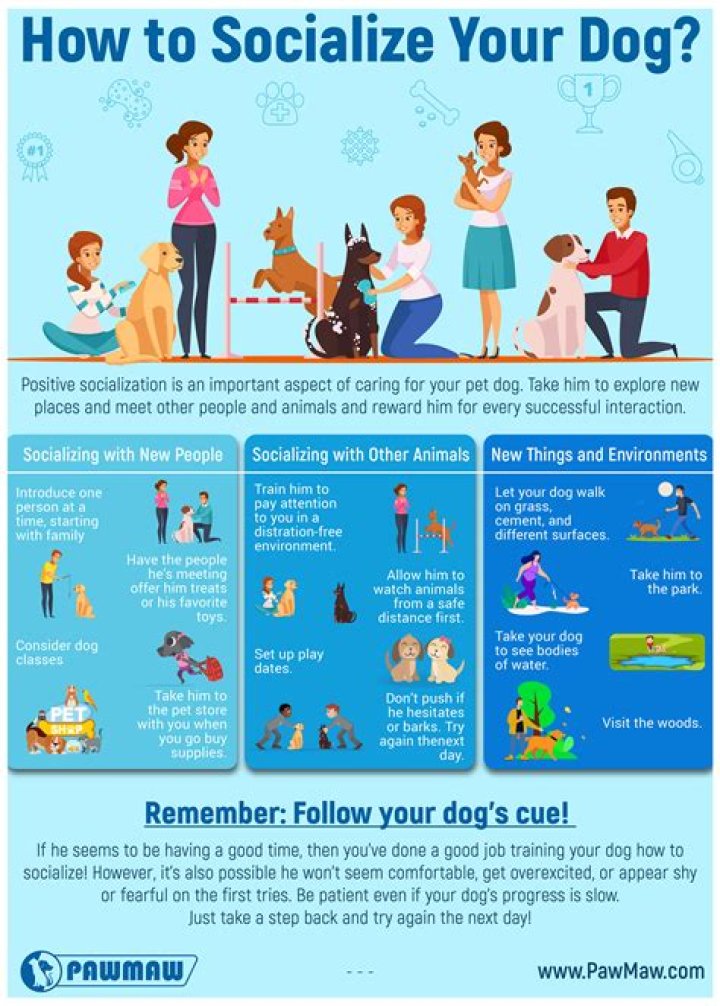 How to socialise an older dog?