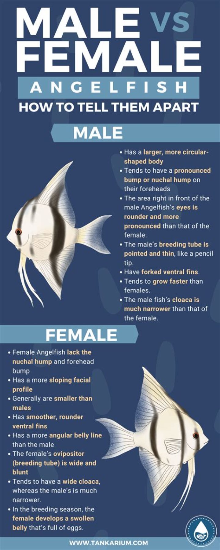 How to tell angelfish gender?