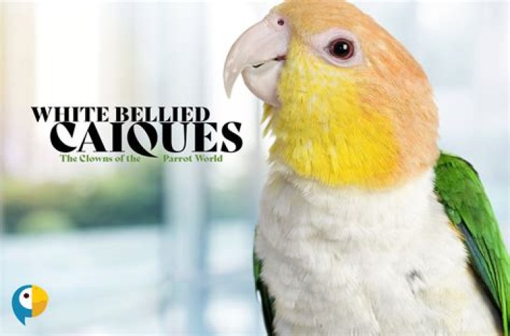 How to train a white bellied caique?
