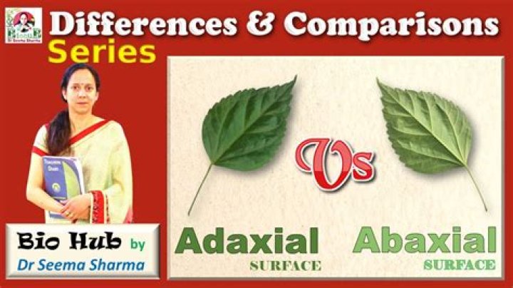 How to use adaxial in a sentence?