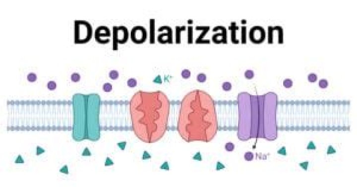 In a dry cell the depolariser is?