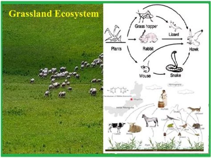 In a food chain of grassland ecosystem?