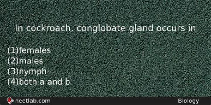 In cockroach conglobate gland occurs in?