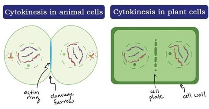 In cytokinesis plant cell?