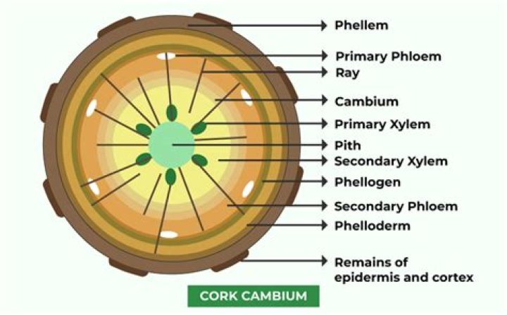 In dicot root cork cambium is derived from?