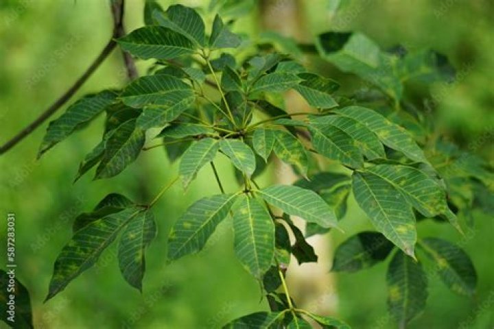 In hevea brasiliensis the leaves are?