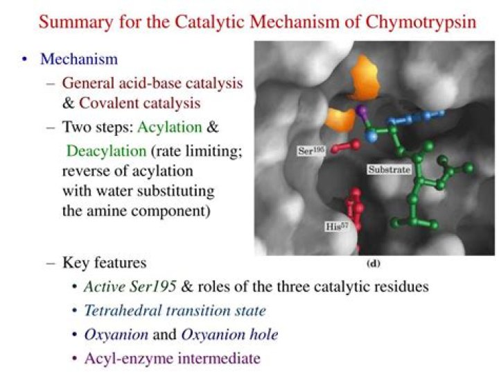 In the catalytic mechanism of chymotrypsin?