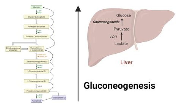 Insulin causes a in glycogenesis in the liver?