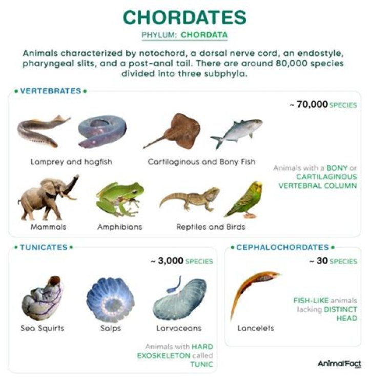 Is a chordate but not a vertebrate?