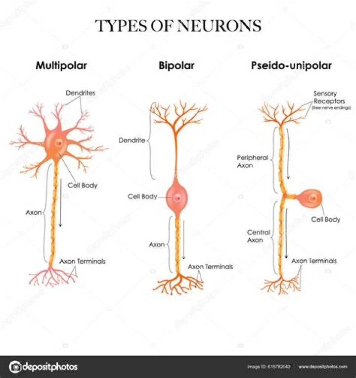 Is a interneuron unipolar bipolar or multipolar?