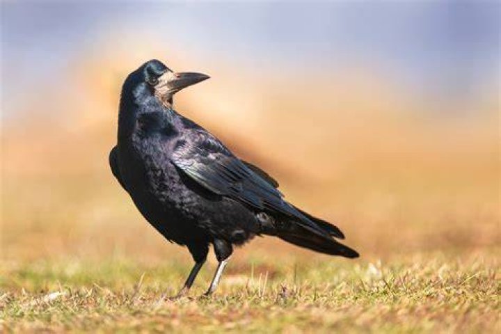 Is a rook a crow?